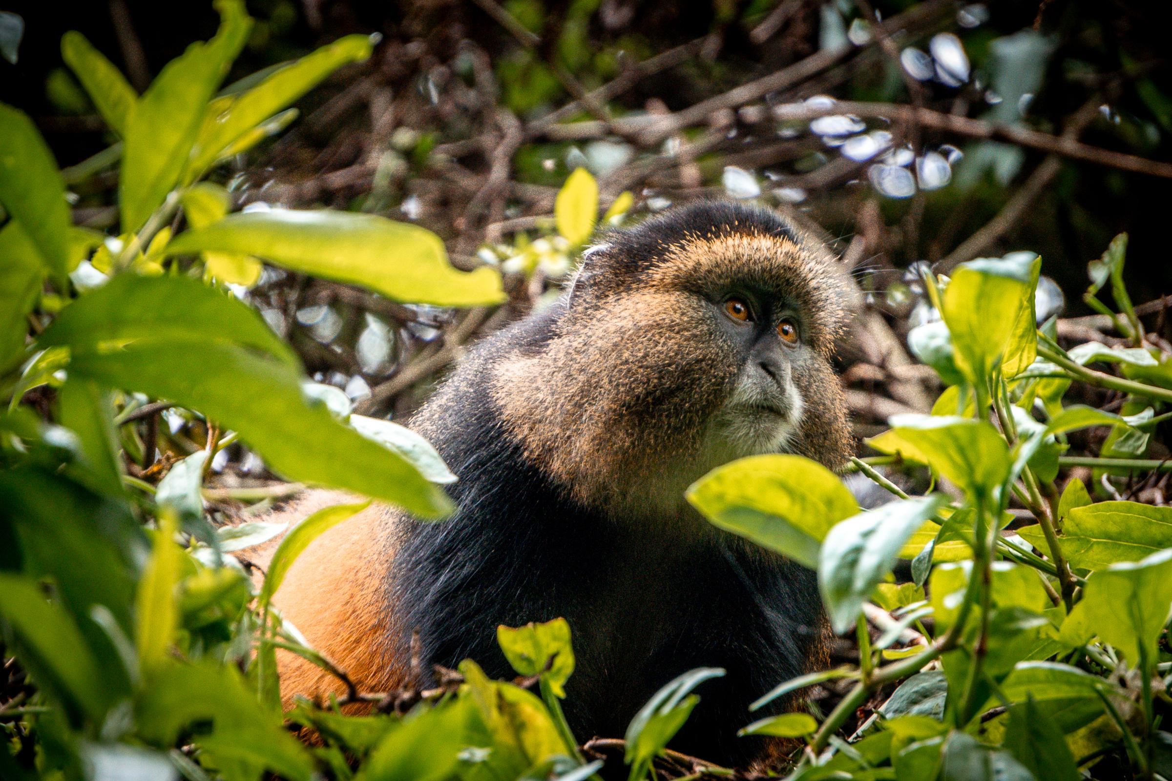Mgahinga National Park